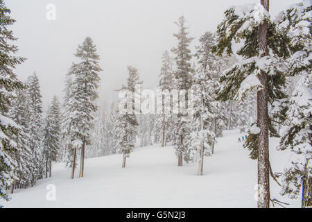Trees growing on snowy remote hillside Stock Photo