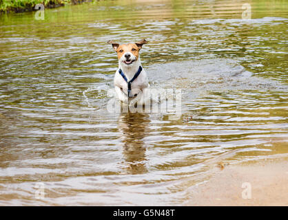 Dog running and playing in water at beach of small river Stock Photo