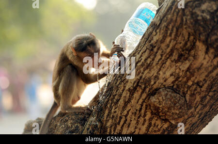 A monkey drinks from a bottle of water near Elephanta caves on Elephanta Island off the coast of Mumbai, India Stock Photo