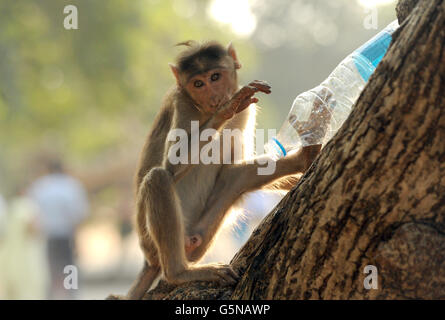 A monkey drinks from a bottle of water near Elephanta caves on Elephanta Island off the coast of Mumbai, India Stock Photo