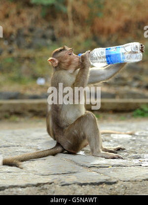 A monkey drinks from a bottle of water near Elephanta caves on Elephanta Island off the coast of Mumbai, India Stock Photo