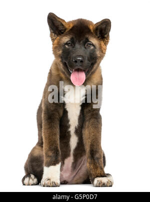 Akita Inu puppy sitting in front of a white background Stock Photo