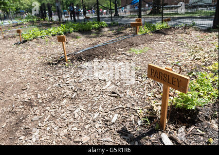 Close up of Parsley sign in an urban farm / vegetable garden in New York Stock Photo