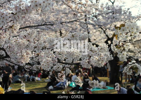 An evening of hanami in Yoyogi Park, Tokyo, Japan Stock Photo