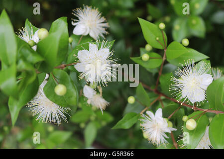 myrtle,myrtus,myrthen,common myrtle Stock Photo