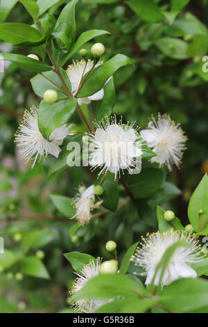 myrtle,myrtus,myrthen,common myrtle Stock Photo