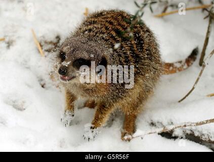 A meerkat in the snow at Twycross Zoo, Leicestershire. Stock Photo