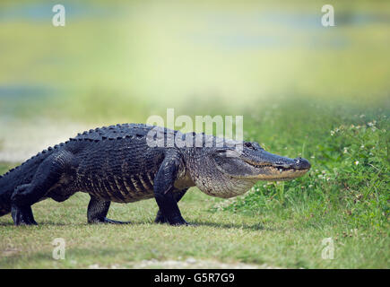 Wild American Alligator crossing a path Stock Photo
