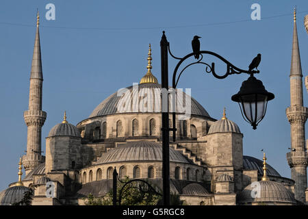 Birds perch on a light pole in front of the Blue mosque in Sultanahmet park, Istanbul, Turkey Stock Photo