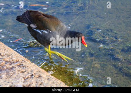 Moorhen enjoying a swim on the Serpentine Lake Hyde Park London Stock Photo