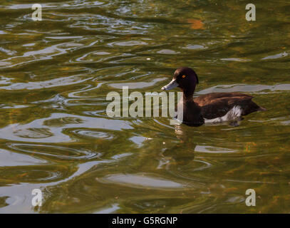 Pochard duck swimming on the serpentine lake Hyde Park London Stock Photo