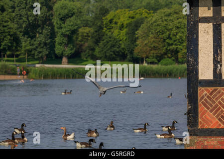 A large group of birds being feed by a lady with bread in Hyde Park London Stock Photo