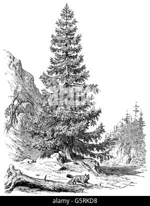 botany, trees, spruce (Picea), drawing, 20th century, Pinaceae, plant, plants, historic, historical, Additional-Rights-Clearences-Not Available Stock Photo