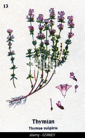 botany, spices, common thyme (Thymus vulgaris), drawing from Pflanzen-Taschenbuechlein 4, (Plant's Pocket Booklet 4), German spice plants, edited by Dr. Bernhard Hoermann, published by Verlag der Pflanzenwerke, Munich, Germany, 1940, literature, Germany, 20th century, historic, historical, Pflanzen-Taschenbüchlein, Lamiaceae, mint family, 1940s, Additional-Rights-Clearences-Not Available Stock Photo