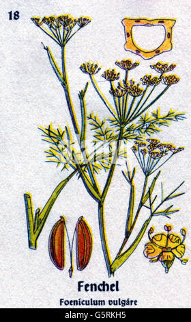 botany, spices, fennel (Foeniculum vulgare), drawing from Pflanzen-Taschenbuechlein 4, (Plant's Pocket Booklet 4), German spice plants, edited by Dr. Bernhard Hoermann, published by Verlag der Pflanzenwerke, Munich, Germany, 1940, literature, Germany, 20th century, historic, historical, Pflanzen-Taschenbüchlein, Apiaceae, umbellifer, 1940s, Additional-Rights-Clearences-Not Available Stock Photo