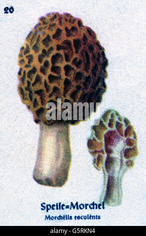 botany, fungi, common morel (Morchella esculenta), drawing from Pflanzen-Taschenbuechlein 3, (Plant's Pocket Booklet 3), edible mushrooms and poisonous mushrooms, edited by Dr. Bernhard Hoermann, published by Verlag der Pflanzenwerke, Munich, Germany, 1940, inedible mushrom, fungus, literature, Germany, 20th century, historic, historical, Pflanzen-Taschenbüchlein, yellow morel, true morel, morel mushroom, sponge morel, 1940s, Additional-Rights-Clearences-Not Available Stock Photo