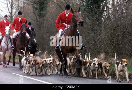 Robert McCarthy (front) Huntsman for the Essex and Suffolk Hunt leads the hounds on the hunt in Bildeston Nr Hadleigh, Suffolk, on the day MPs vote whether to ban hunting with hounds in England and Wales. Stock Photo