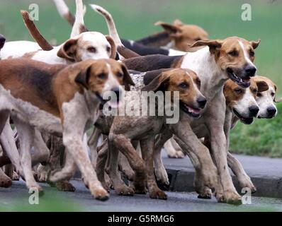 The hounds from the Essex and Suffolk Hunt in Bildeston Nr Hadleigh, Suffolk on the day MPs vote whether to ban hunting with hounds in England and Wales. Stock Photo