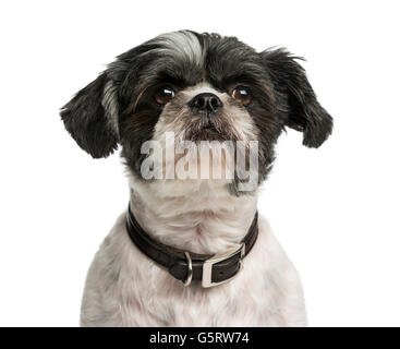 Close-up of a Shih Tzu in front of a white background Stock Photo