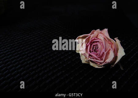Single pale faded rose against black background. Stock Photo