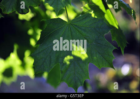 Green backlit maple leaf Stock Photo