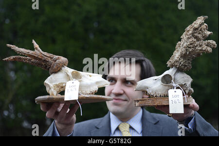 Valuer Fred Wyrley-Birch shows some of the rare collection of more than 70 deer heads and antlers amassed by a Northumberland author which will be auctioned tomorrow, Wednesday 30 January. The late Harry Tegner, was one of the Guardian Country Diarists in the last century and left the collection to his daughter Veronica Heath when he died. Following her death last year, her son Simon Blackett inherited them all and he has now sent them to auction at Anderson and Garland along with papers and books from Tegner's heyday as the foremost authority on deer in the UK. Stock Photo