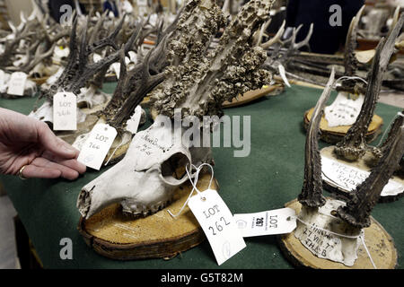 Antler auction Stock Photo