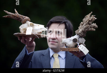 Valuer Fred Wyrley-Birch shows some of the rare collection of more than 70 deer heads and antlers amassed by a Northumberland author which will be auctioned tomorrow, Wednesday 30 January. The late Harry Tegner, was one of the Guardian Country Diarists in the last century and left the collection to his daughter Veronica Heath when he died. Following her death last year, her son Simon Blackett inherited them all and he has now sent them to auction at Anderson and Garland along with papers and books from Tegner's heyday as the foremost authority on deer in the UK. Stock Photo