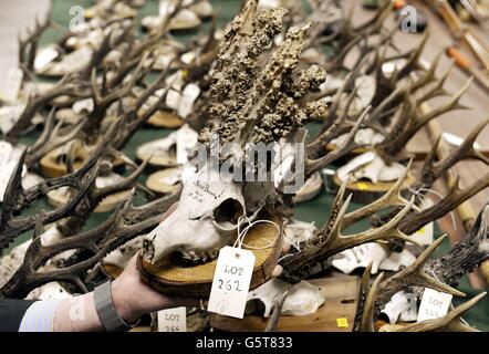 A rare collection of more than 70 deer heads and antlers amassed by a Northumberland author which will be auctioned tomorrow, Wednesday 30 January. The late Harry Tegner, was one of the Guardian Country Diarists in the last century and left the collection to his daughter Veronica Heath when he died. Following her death last year, her son Simon Blackett inherited them all and he has now sent them to auction at Anderson and Garland along with papers and books from Tegner's heyday as the foremost authority on deer in the UK. Stock Photo