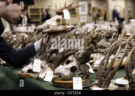 Antler auction Stock Photo