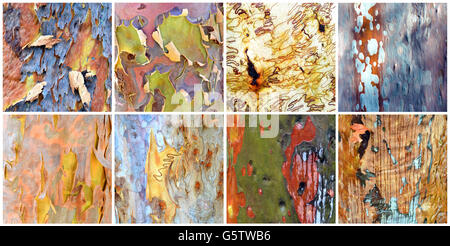 Collage of patterns and rainbow colours of Australian gumtree (Angophora, Eucalyptus) bark. White background, 4 x 2 panels. Stock Photo