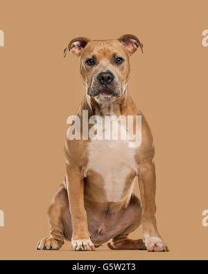 Staffordshire Bull Terrier puppy looking at the camera, isolated on beige background Stock Photo
