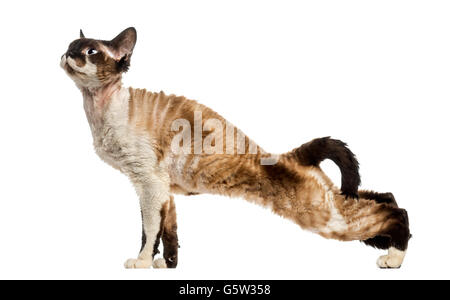 Side view of a Devon Rex streching and looking up, isolated on white Stock Photo