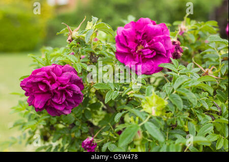 Rosa Roseraie de l'Hay in flower Stock Photo