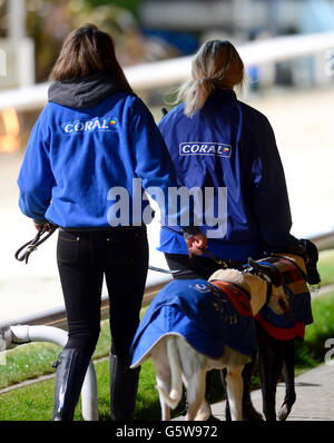 Greyhounds - Brighton & Hove Greyhound Stadium Stock Photo