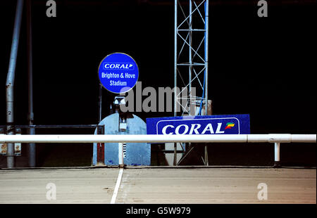 Greyhounds - Brighton & Hove Greyhound Stadium Stock Photo