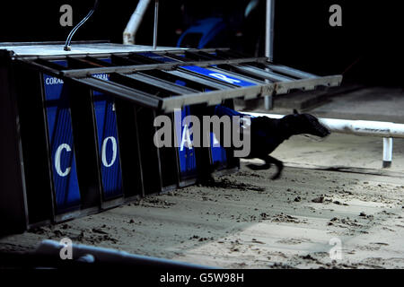 Greyhounds - Brighton & Hove Greyhound Stadium Stock Photo