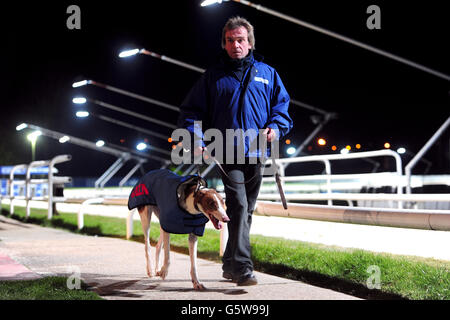 Greyhounds - Brighton & Hove Greyhound Stadium Stock Photo