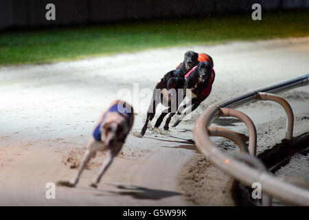 Greyhounds - Brighton & Hove Greyhound Stadium. Dogs chase the race leader Stock Photo