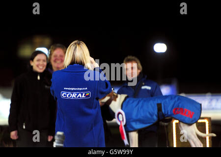 Greyhounds - Brighton & Hove Greyhound Stadium Stock Photo