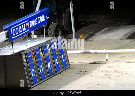 Greyhounds - Brighton & Hove Greyhound Stadium Stock Photo