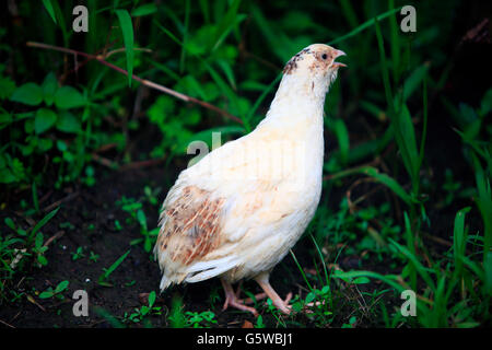 Quail Park leisure farm Stock Photo