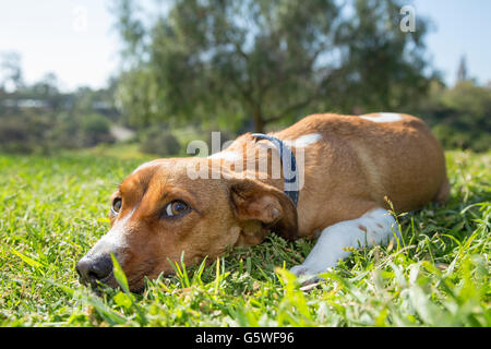 Female mixed breed laying on the grass, San Diego, California Stock Photo