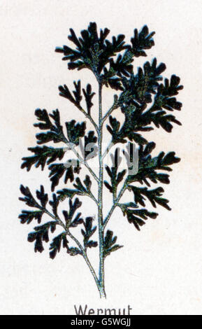 botany, artemisia, wormwood (Artemisia absinthium), from: Friedrich Eduard Bilz, New Naturopathic Treatment, Leipzig, Germany, 1902, Additional-Rights-Clearences-Not Available Stock Photo