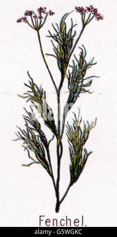 botany, foeniculum, fennel (Foeniculum vulgare), from: Friedrich Eduard Bilz, New Naturopathic Treatment, Leipzig, Germany, 1902, Additional-Rights-Clearences-Not Available Stock Photo