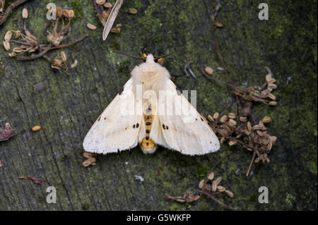A White Ermine (Spilosoma lubricipeda) resting on an old garden table in East Yorkshire Stock Photo