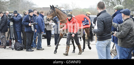 Horse Racing - Paul Nicholls Stable Visit - Manor Farm Stables Stock Photo