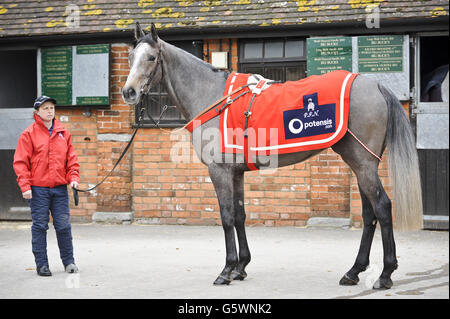 Horse Racing - Paul Nicholls Stable Visit - Manor Farm Stables Stock Photo