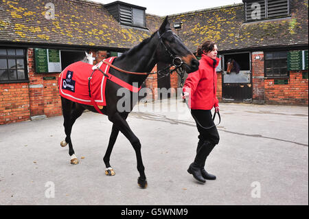 Horse Racing - Paul Nicholls Stable Visit - Manor Farm Stables Stock Photo