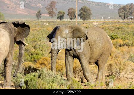 Two elephants facing each other, South Africa Stock Photo - Alamy